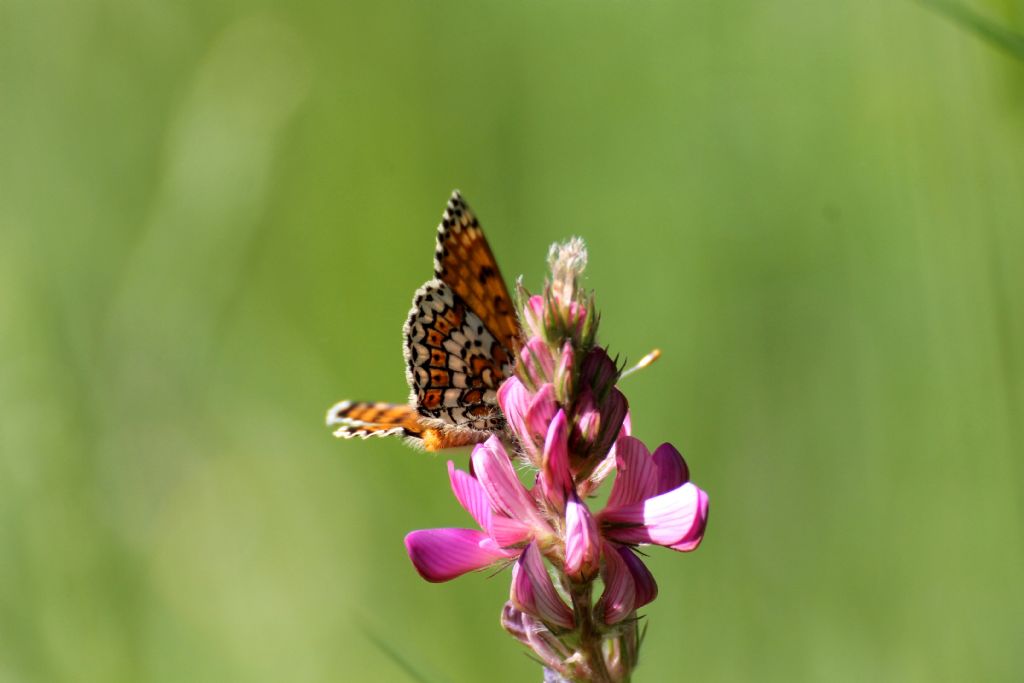 Mi sembra una Melitaea cinxia. S